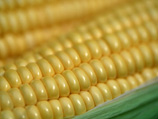   15           -    