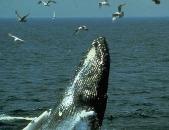 Горбатый кит, фото с сайта learner.org