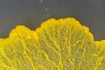  Physarum Polycephalum,    eprints.ecs.soton.ac.uk