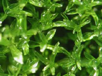   (Physcomitrella patens).    lbl.gov. 