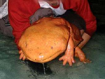   .    giant-salamander.com. 