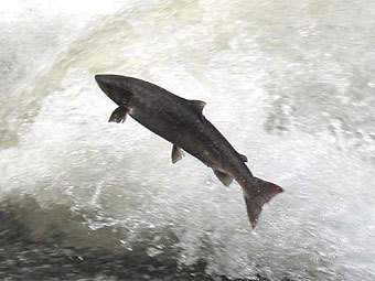.    devonflyfishing.co.uk