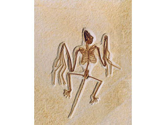  Onychonycteris finneyi.     