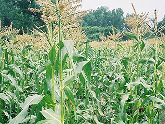    umassvegetable.org