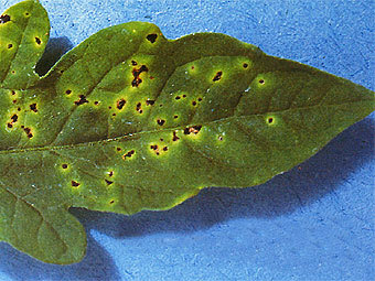  ,  Pseudomonas syringae.    avrdc.org
