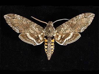  Manduca sexta