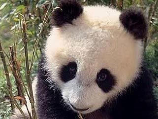  .    WWF