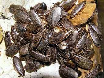  .    antclub.org