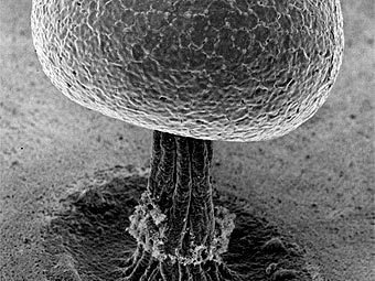   .    fungalcell.org