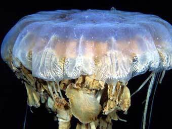  .    worldoceans.com