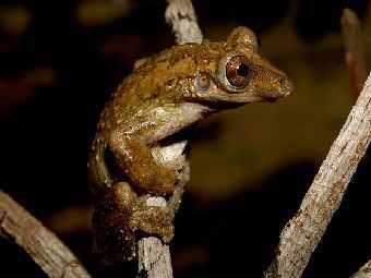   Corythomantis greeningi   ,      . : Paula H. Valdujo /USP Universidade de Sao Paulo/Pequi
