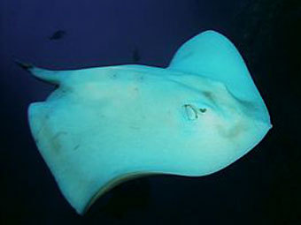 -.    seafriends.org.nz