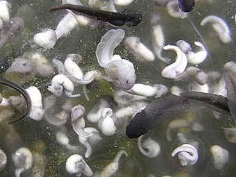 -.    The Daily Telegraph 