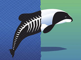   WWF.    