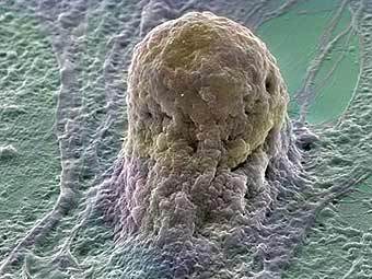  .    sciencecases.org