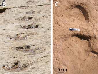 (B)     ; (C)        .    Schulp et al. 