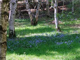       .    bluebellwood.org.uk