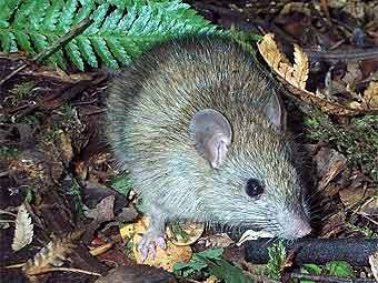   (Rattus exulans).    taiko.org.nz