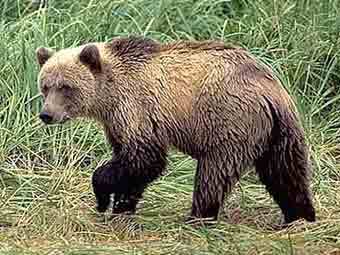  .    msu.ru