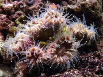    Caryophyllia,  -    .    marlin.ac.uk