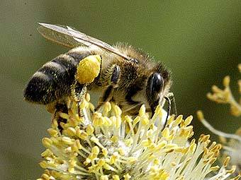   Apis mellifera.    unimaas.nl