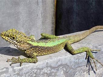   Japalura splendida.    zoocon.com
