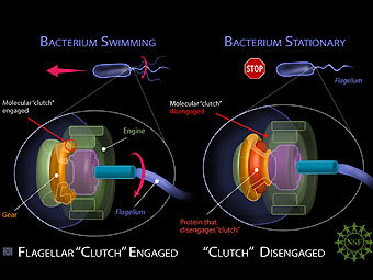      B. subtilis.     EpsE,     .  Zina Deretsky, National Science Foundation