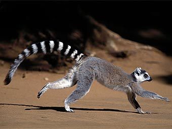   Lemur catta.    nigeldennis.com