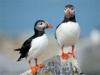  Fratercula arctica.   Tgo2002   en.wikipedia.org