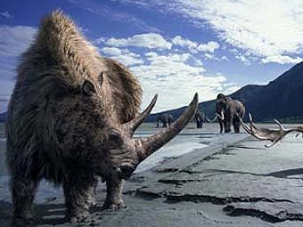       Coelodonta antiquitatis,       