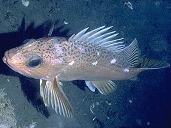  .    sanctuaries.nos.noaa.gov