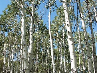   Populus tremuloides.   Tewy   wikipedia.org