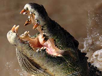   Alice Springs Reptile Center.   Mcdonneliensis   Flickr