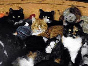   .    catloversrescuegroup.com