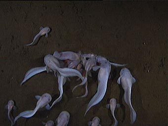   Pseudoliparis amblystomopsis,    7703 .    