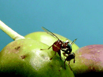   Bactrocera oleae.    sel.barc.usda.gov