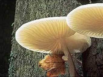 - Oudemansiella nocturnum  .   -Ilhador-   wikipedia.org