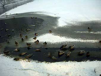   .   Slava   Google Picasa 