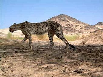     . Acinonyx jubatus hecki.  Farid Belbachir     