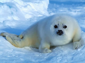 .    mammals.ru