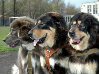  .    breederretriever.com