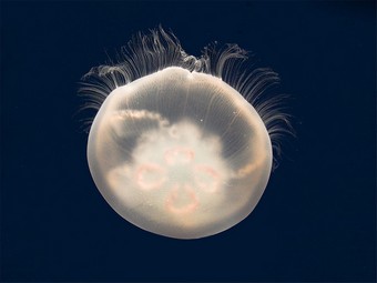  Aurelia aurita.   Dante Alighieri   