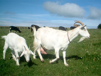    thegamriegoat.co.uk