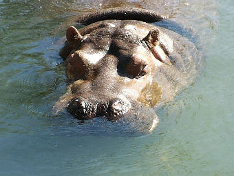    southafrica.to
