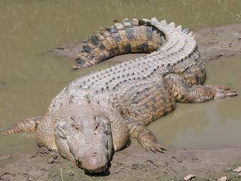  .  Molly Ebersold of the St. Augustine Alligator Farm   wikipedia.org