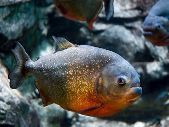 Pygocentrus nattereri.  Gregory Moine