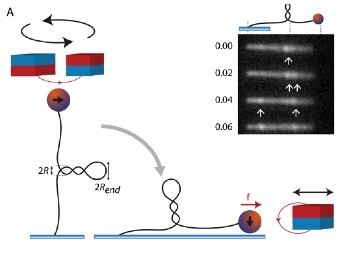  .    M.T. J. van Loenhout, M.V.de Grunt & C. Dekker, Science, 2012